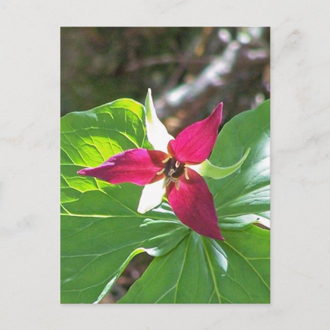Postal Flor de Trillium Rojo (Anverso)