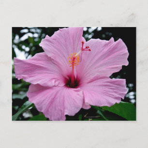 Postal Flor de Trump exótica