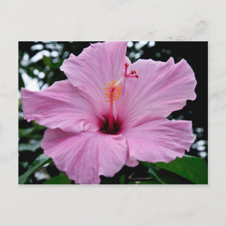 Postal Flor de Trump exótica