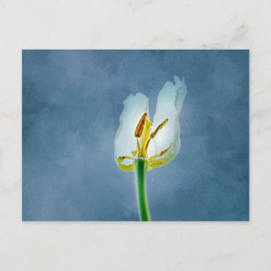 Postal Flor de tulipán blanca marchita