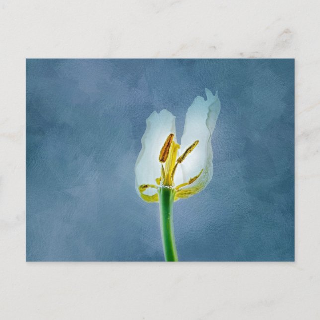 Postal Flor de tulipán blanca marchita (Anverso)