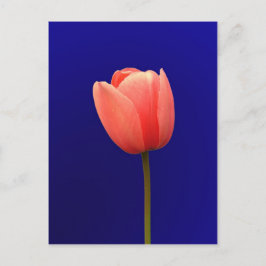 Postal Flor de tulipán naranja en fondo azul