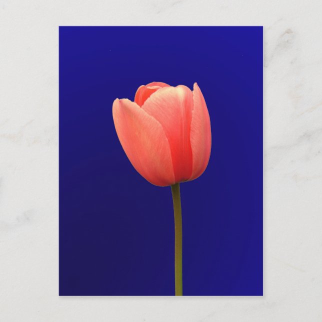 Postal Flor de tulipán naranja en fondo azul (Anverso)