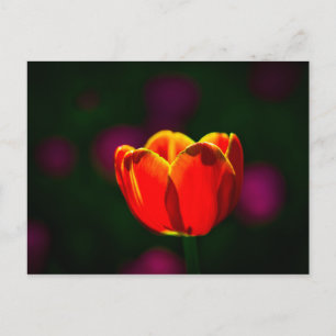 Postal Flor de tulipán roja