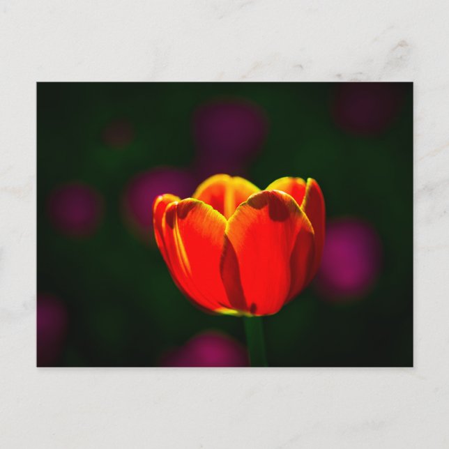 Postal Flor de tulipán roja (Anverso)
