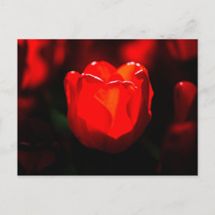 Postal Flor de Tulipán Roja - Fuego
