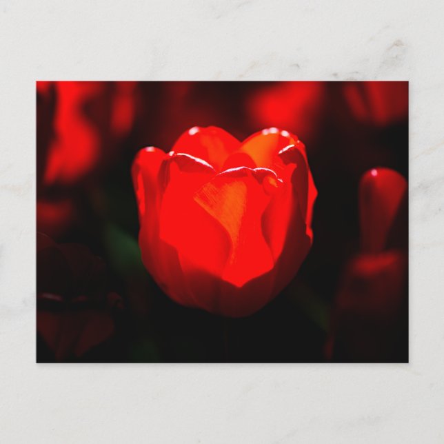 Postal Flor de Tulipán Roja - Fuego (Anverso)