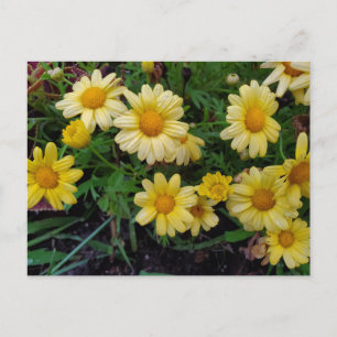 Postal Flor de verano