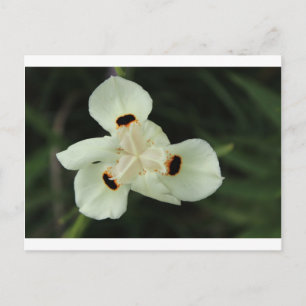 Postal Flor de verano amarilla