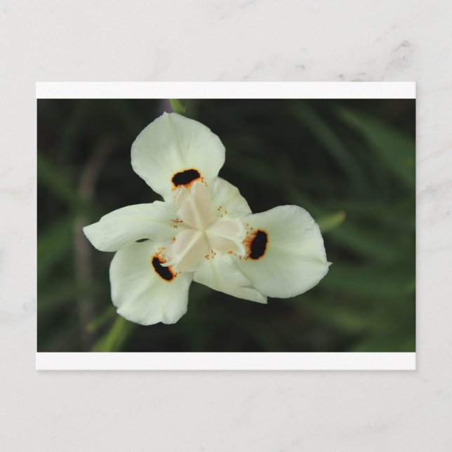 Postal Flor de verano amarilla (Anverso)