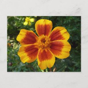 Postal Flor de verano naranja y roja Disco Marigold