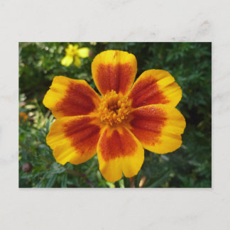 Postal Flor de verano naranja y roja Disco Marigold