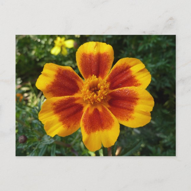 Postal Flor de verano naranja y roja Disco Marigold (Anverso)