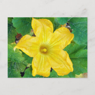 Postal Flor de Zucchini