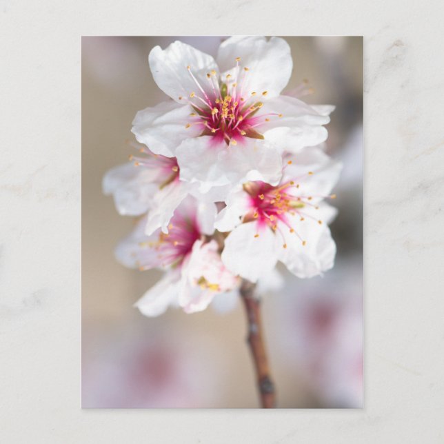 Postal Flor del almendro (Anverso)