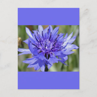 Postal Flor del botón azul del soltero