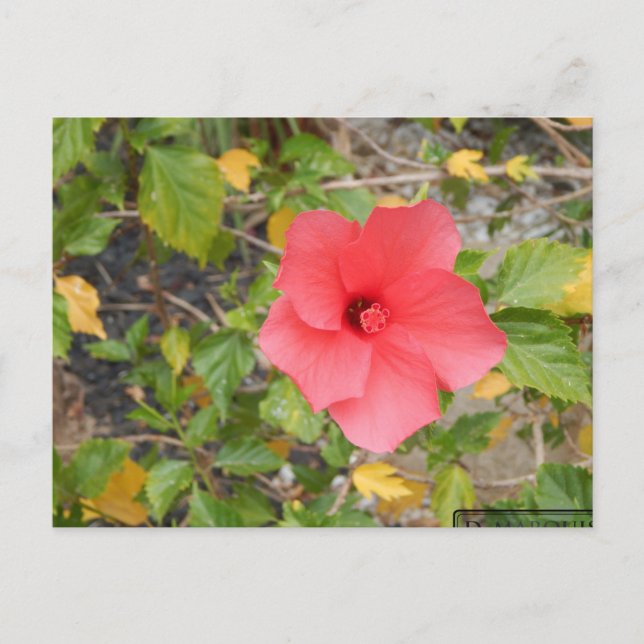 POSTAL FLOR DEL DESIERTO DE CALIFORNIA #1 (Anverso)