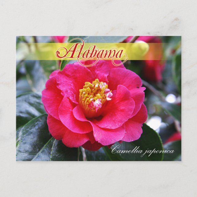 Postal Flor del estado de Alabama - Camellia (Anverso)