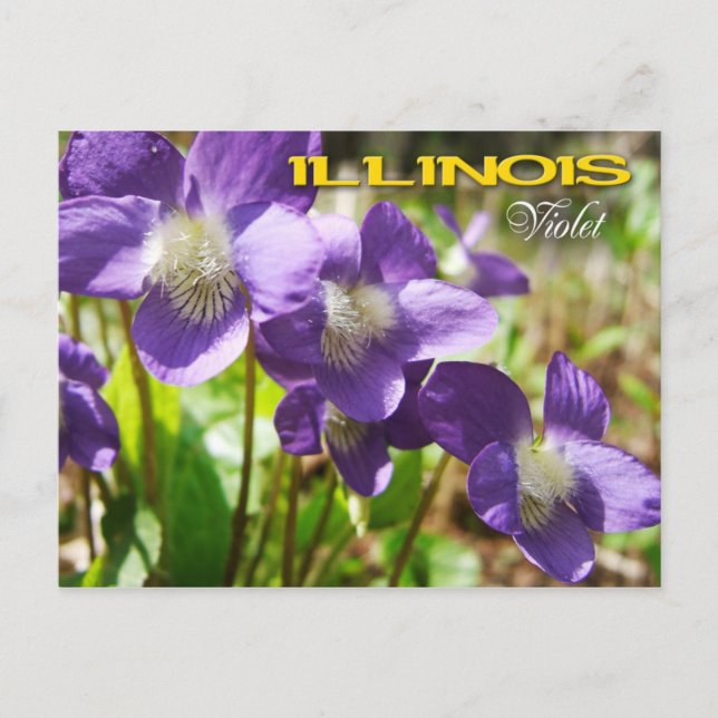 Postal Flor del estado de Illinois: Violeta (Anverso)