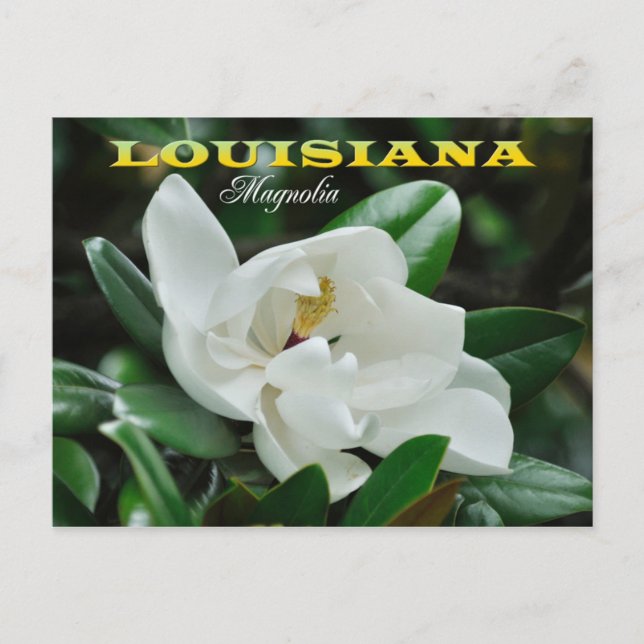 Postal Flor del estado de Louisiana: Magnolia (Anverso)