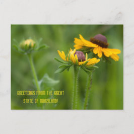Postal Flor del estado de Maryland