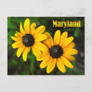 Postal Flor del estado de Maryland: Susan de ojos negros