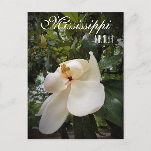 Postal Flor del estado de Misisipi, Magnolia Grandiflora (Anverso)