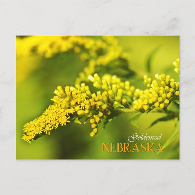 Postal Flor del Estado de Nebraska: Goldenrod (Anverso)