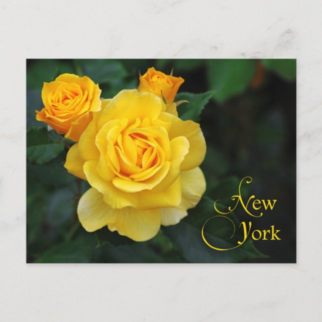 Postal Flor del estado de Nueva York: Rosa (Anverso)