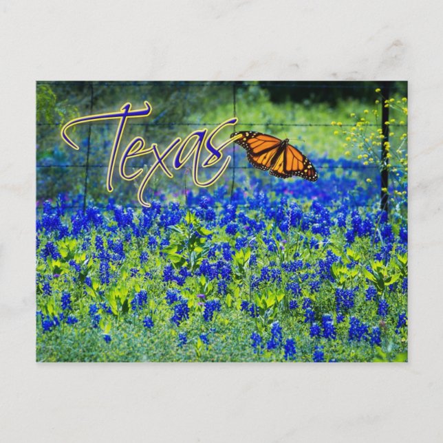 Postal Flor del Estado de Texas - Bluebonnets (Anverso)