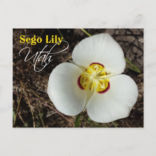 Postal Flor del estado de Utah: Sego Lily (Anverso)