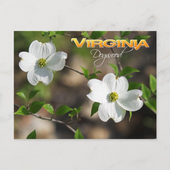 Postal Flor del Estado de Virginia: Dogwood florida (Anverso)