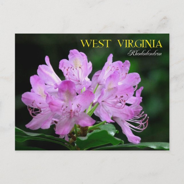 Postal Flor del estado de Virginia Occidental: Rhododendr (Anverso)