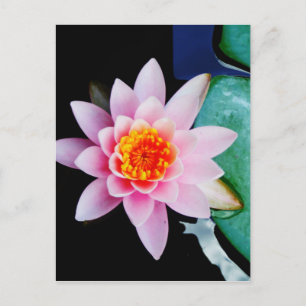 Postal Flor del lirio de agua del loto de las rosas