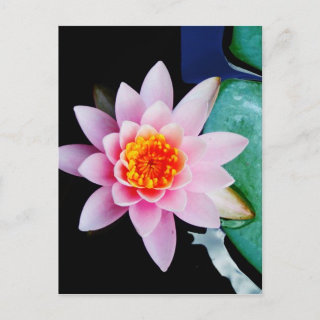 Postal Flor del lirio de agua del loto de las rosas (Anverso)