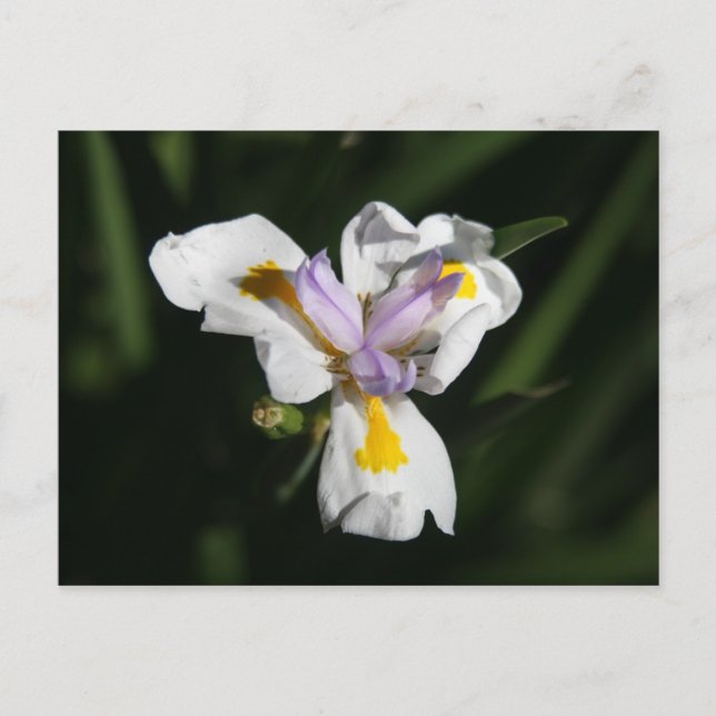 Postal flor delicada (Anverso)