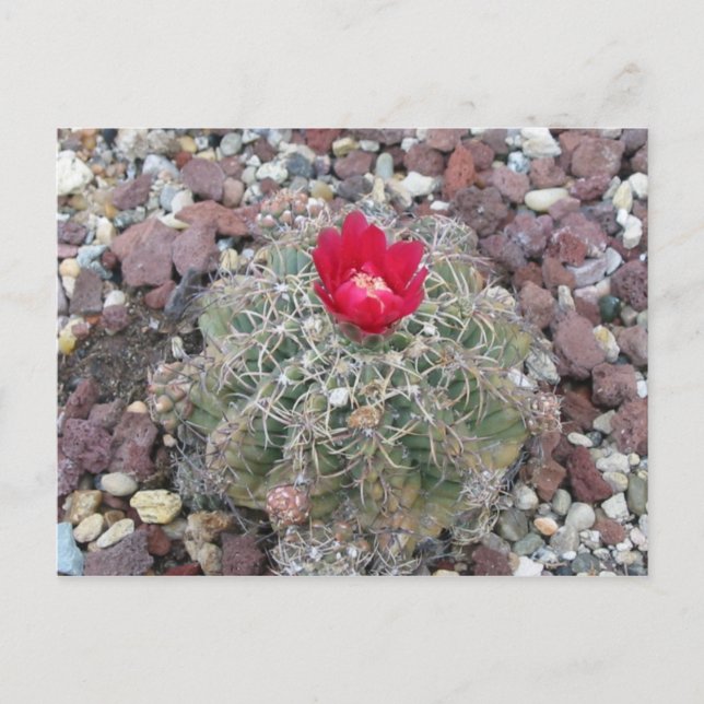 Postal Flor desértica (Anverso)