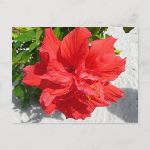 Postal Flor doble roja hibiscus