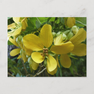 Postal Flor dorada de árbol tropical amarillo