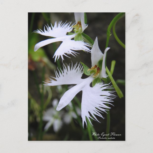 Postal Flor Egret Blanca :Postcard (Anverso)