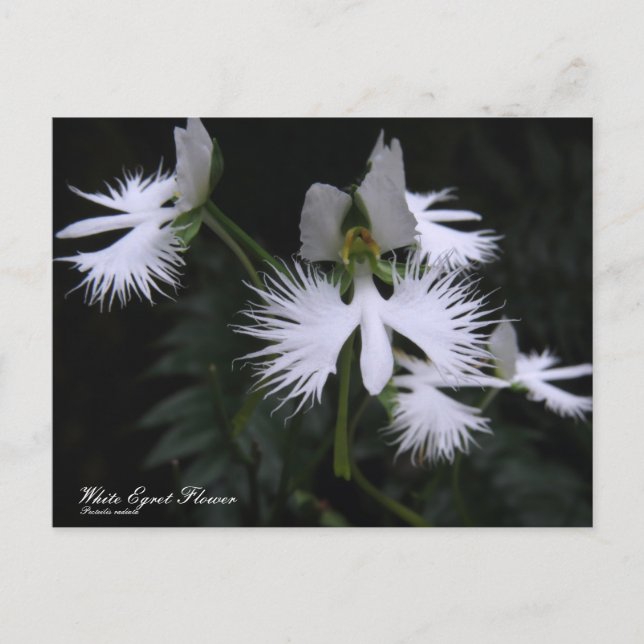 Postal Flor Egret Blanca :Postcard (Anverso)