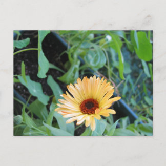 Postal Flor en Hojas Dos