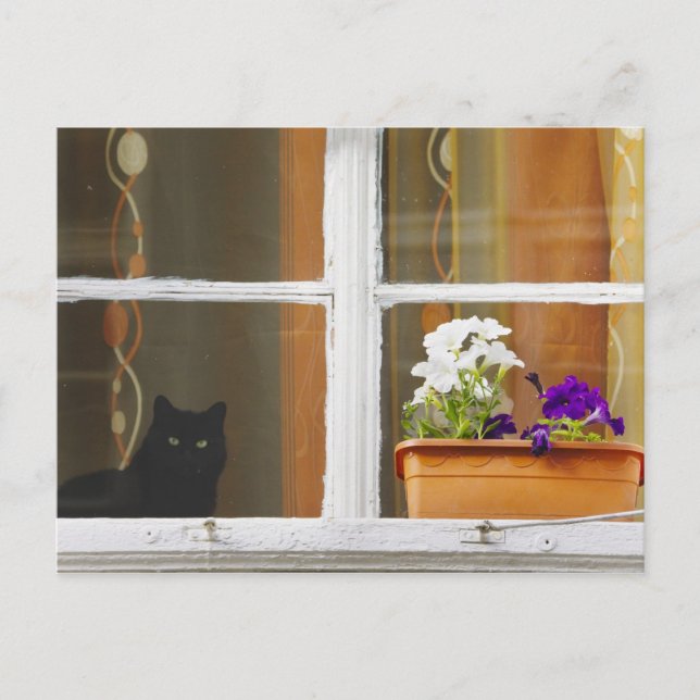 Postal Flor en la ventana, Sighisoara, Rumania (Anverso)