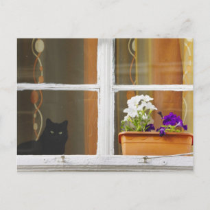 Postal Flor en la ventana, Sighisoara, Rumania