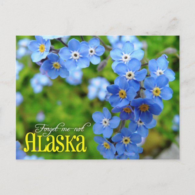 Postal Flor estatal de Alaska: Olvídenme (Anverso)