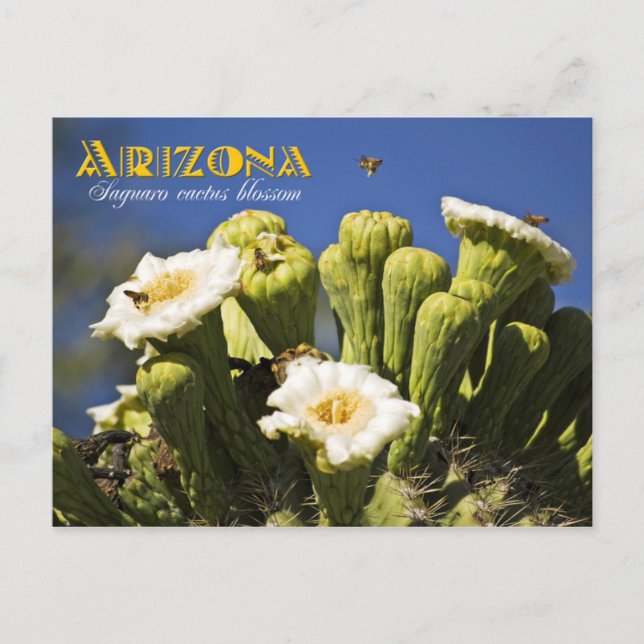 Postal Flor estatal de Arizona: Saguaro Cactus Blossom (Anverso)