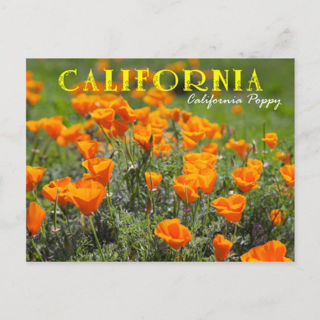 Postal Flor estatal de California: amapola de California (Anverso)