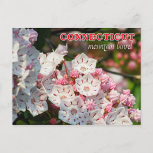 Postal Flor estatal de Connecticut: Laurel de montaña