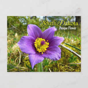 Postal Flor estatal de Dakota del Sur: Flor Pasque