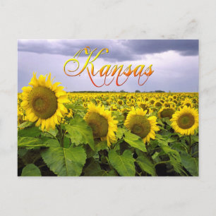 Postal Flor estatal de Kansas - El girasol